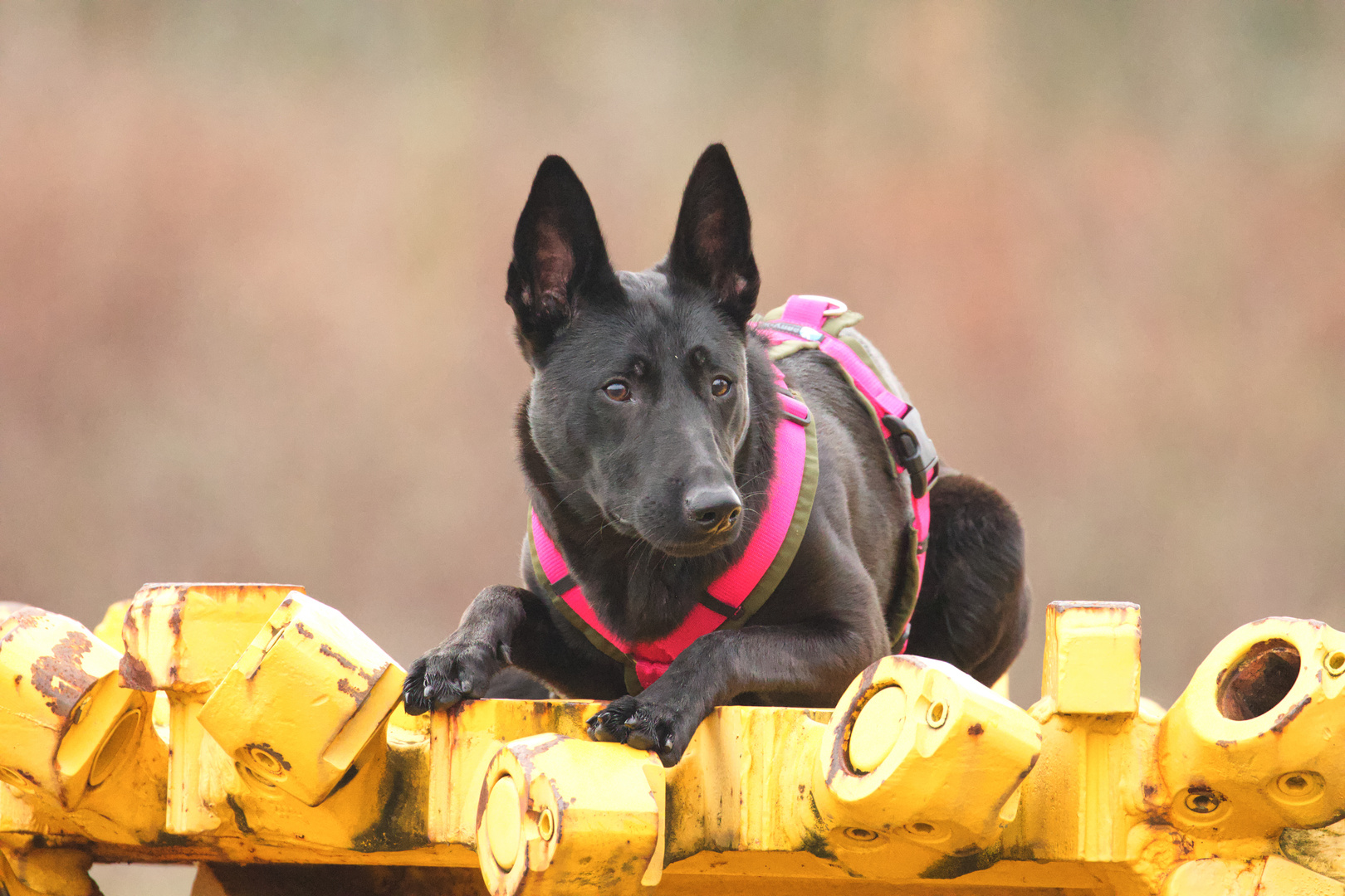 Holländischer Schäferhund