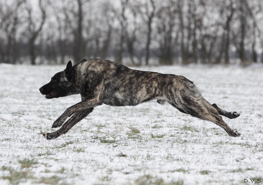 Holländischer Schäferhund II