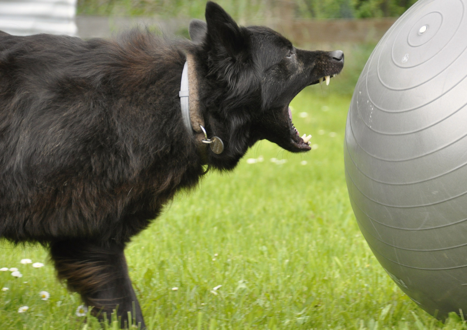 Holländischer Schäferhund Langhaar beim Treibball