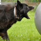 Holländischer Schäferhund Langhaar beim Treibball