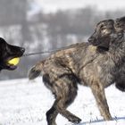 Holländischer Schäferhund Langhaar Familie