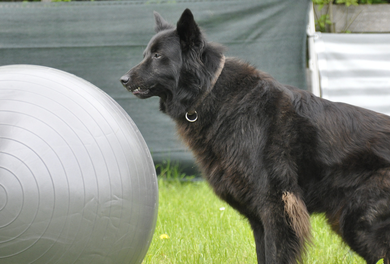 Holländischer Schäferhund Langhaar - Herr über Treibball