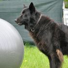 Holländischer Schäferhund Langhaar - Herr über Treibball