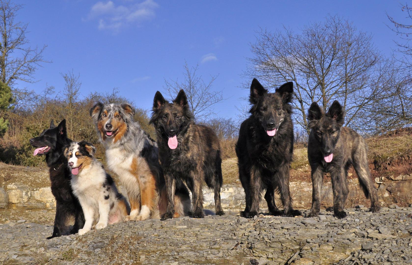 Hollandischer Schaferhund Langhaar Und Australian Shepherd Foto Bild Tiere Tierfreundschaften Herder Langhaar Bilder Auf Fotocommunity