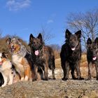 Holländischer Schäferhund Langhaar und Australian Shepherd