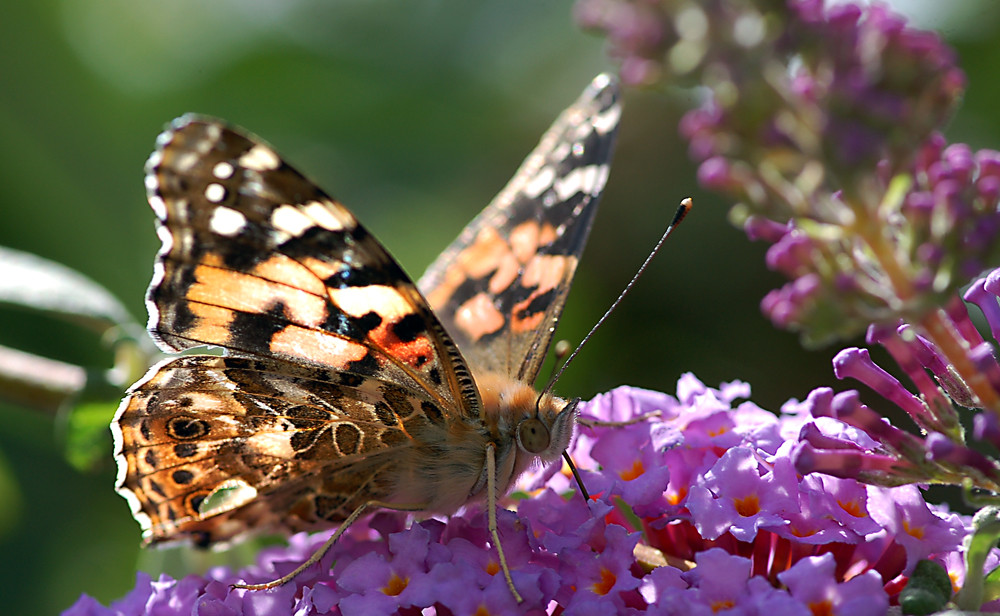 Holländischer Schmetterling....