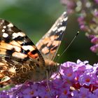 Holländischer Schmetterling....