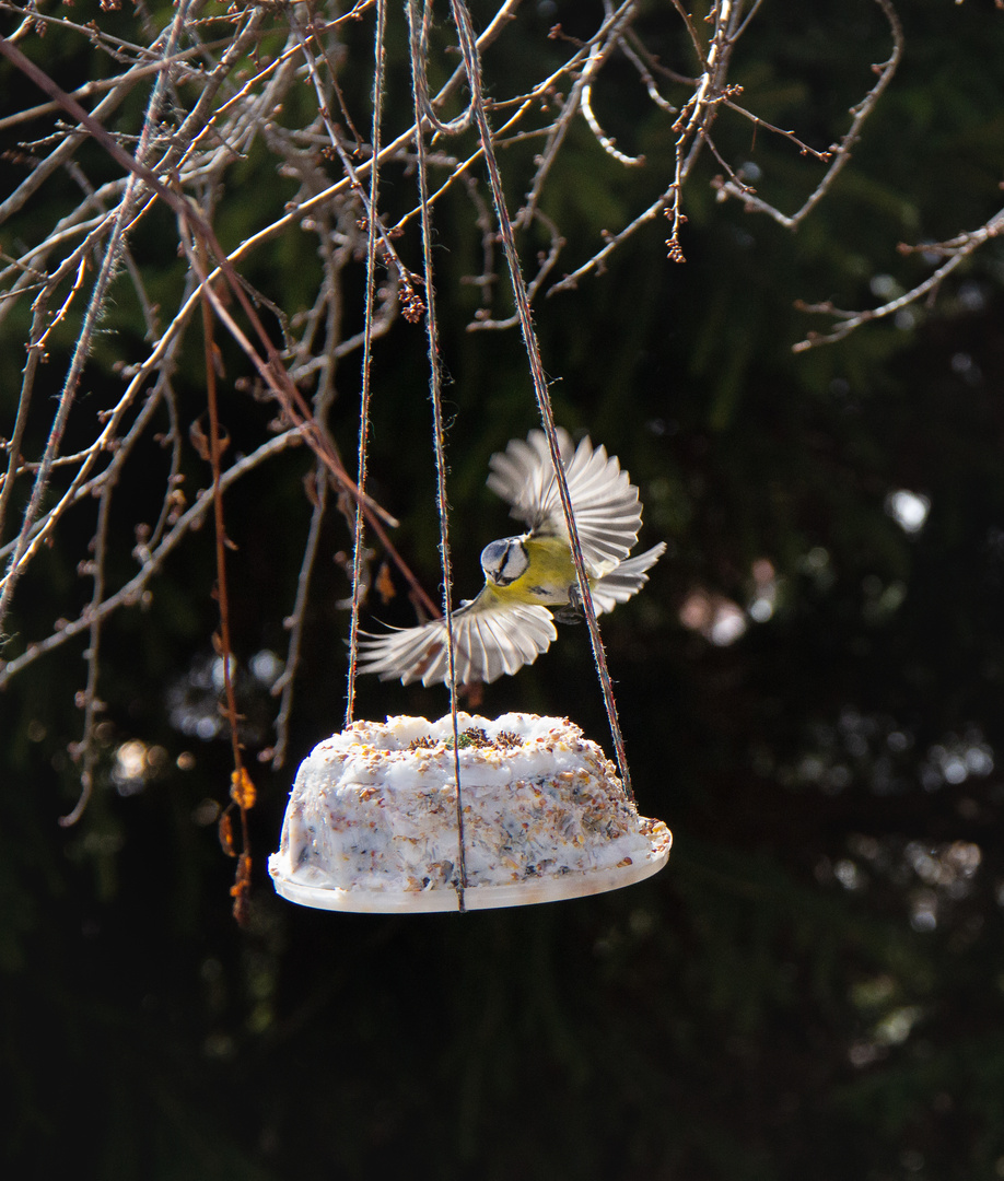 Holländischer Vogelkuchen