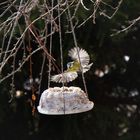 Holländischer Vogelkuchen