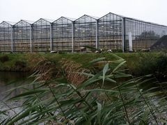 Holland auf dem Lande: Gewächshäuser! (ned.: Kassen)