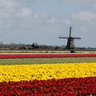 Holland III