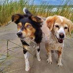 HOLLAND  - Mit den Hunden am Strand -