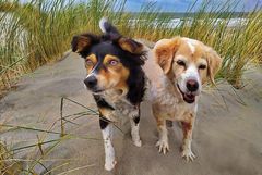 HOLLAND  - Mit den Hunden am Strand -