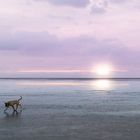 Holland, Ouddorp, Auslauf für die Hunde...