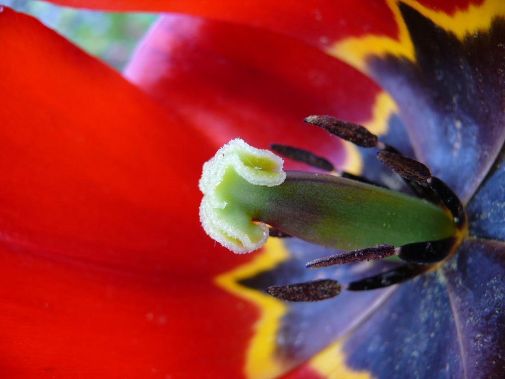 Holland-Tulpe