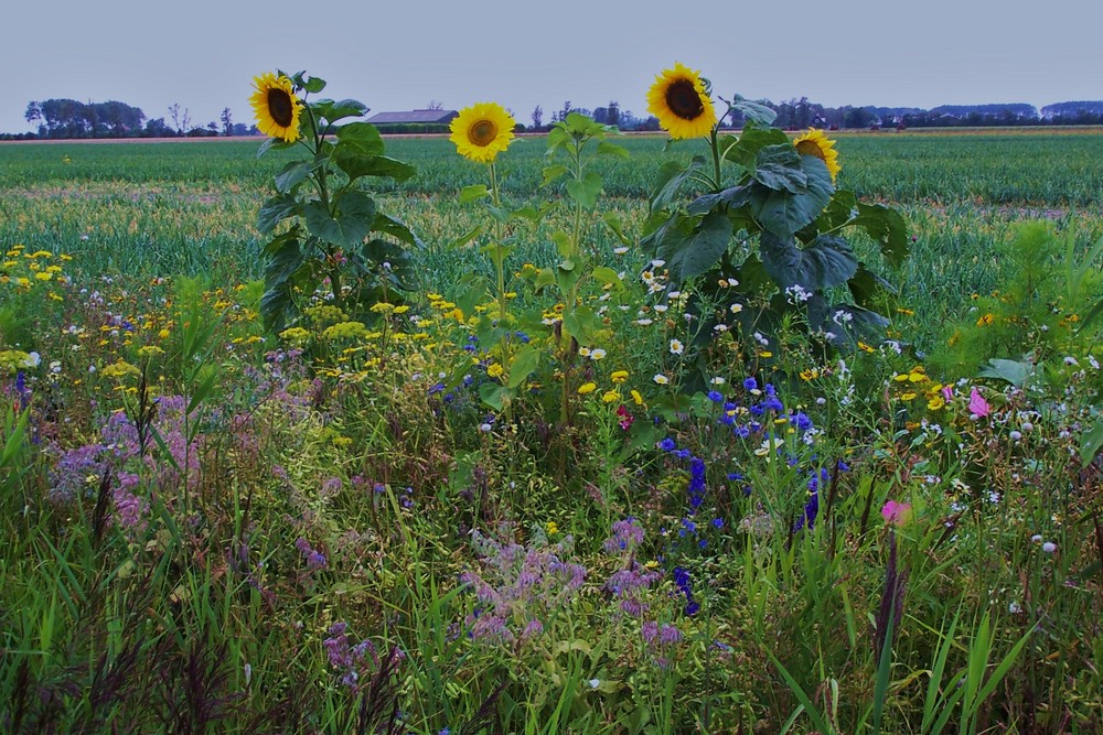 Holland - Wiese