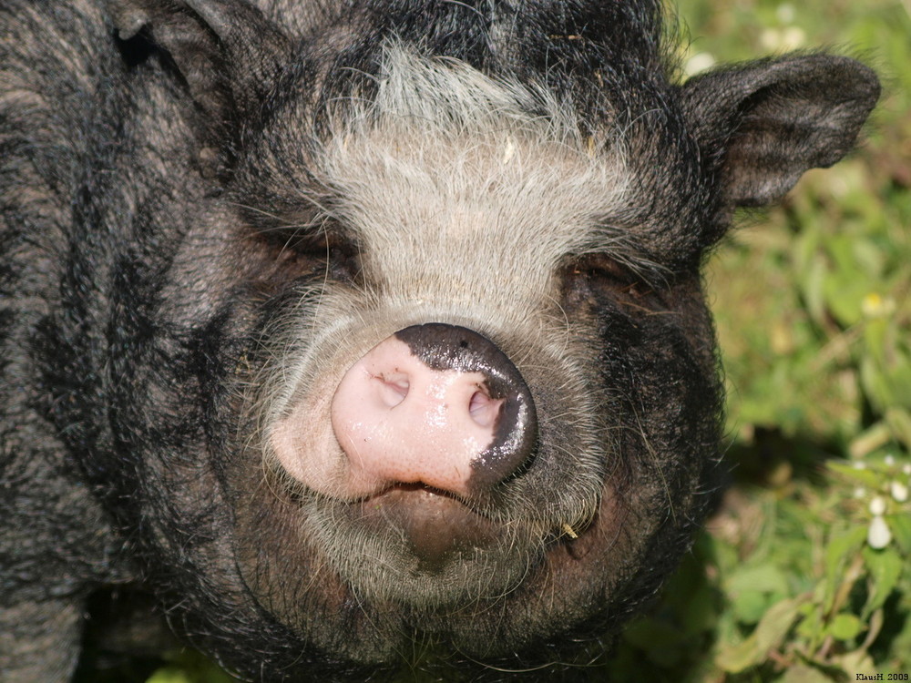 Hollandisches Hängebauchschwein