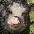 Hollandisches Hängebauchschwein