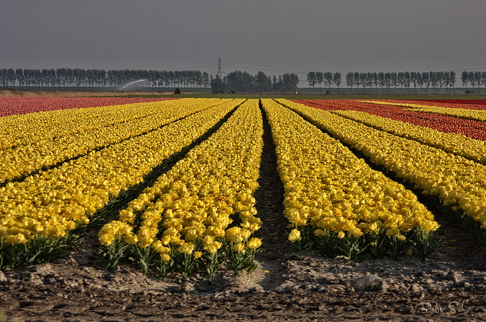 Hollands Tulpenfelder...