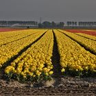 Hollands Tulpenfelder...