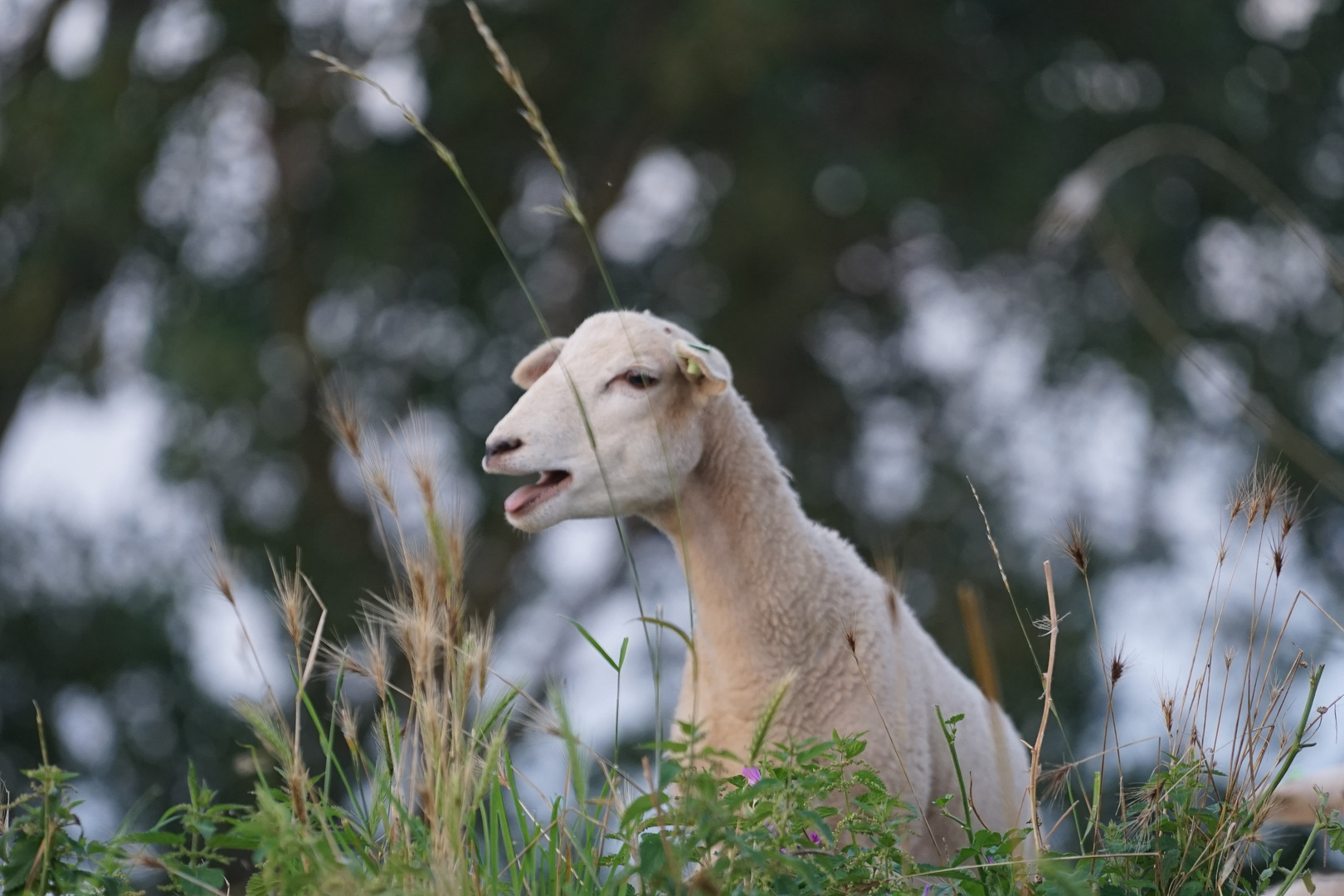 Hollandschaf