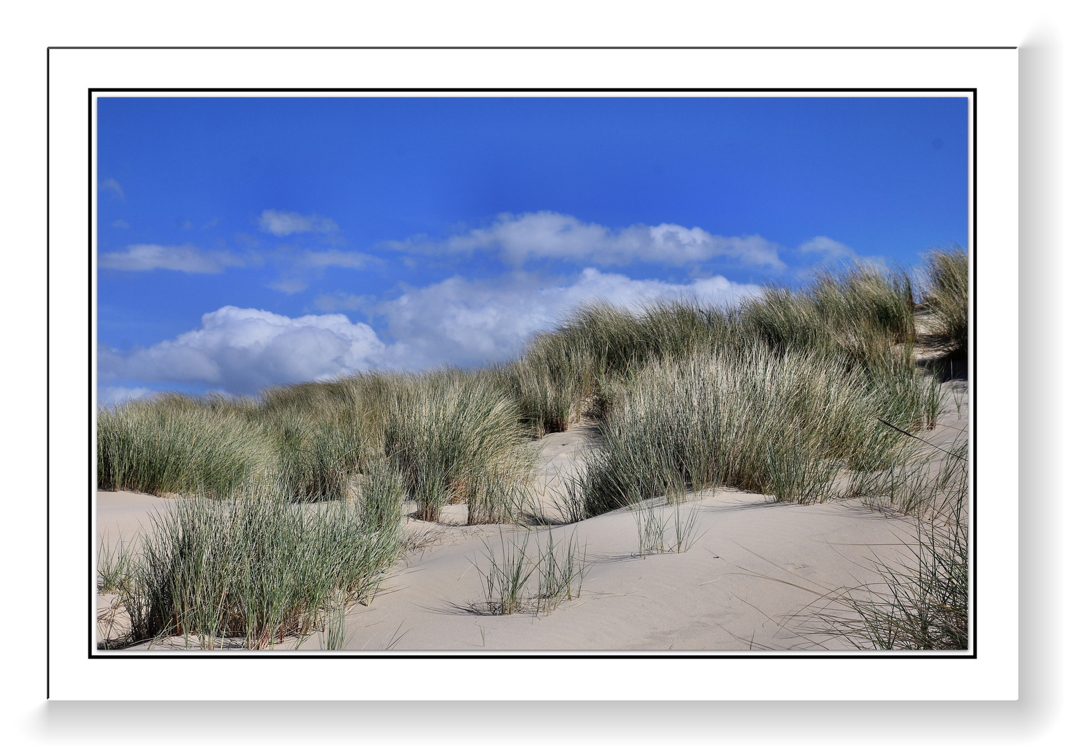 ............hollandse duinen...........