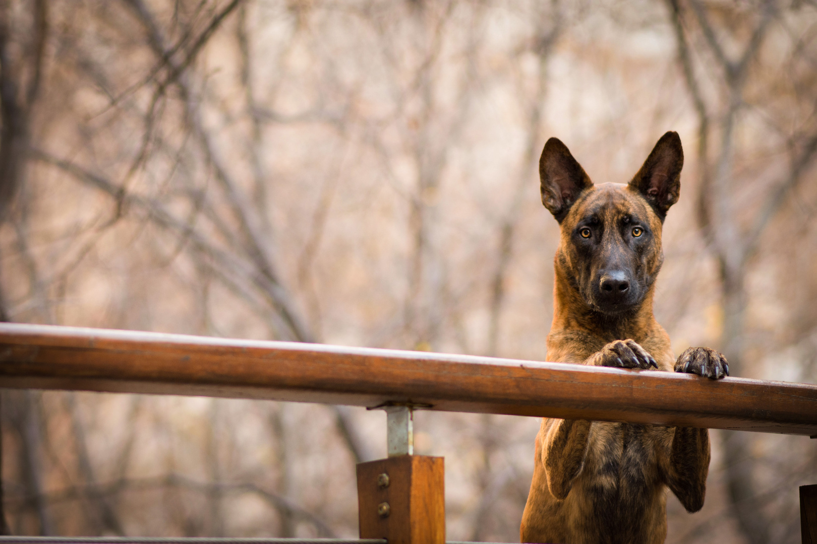 Hollandse Herder 