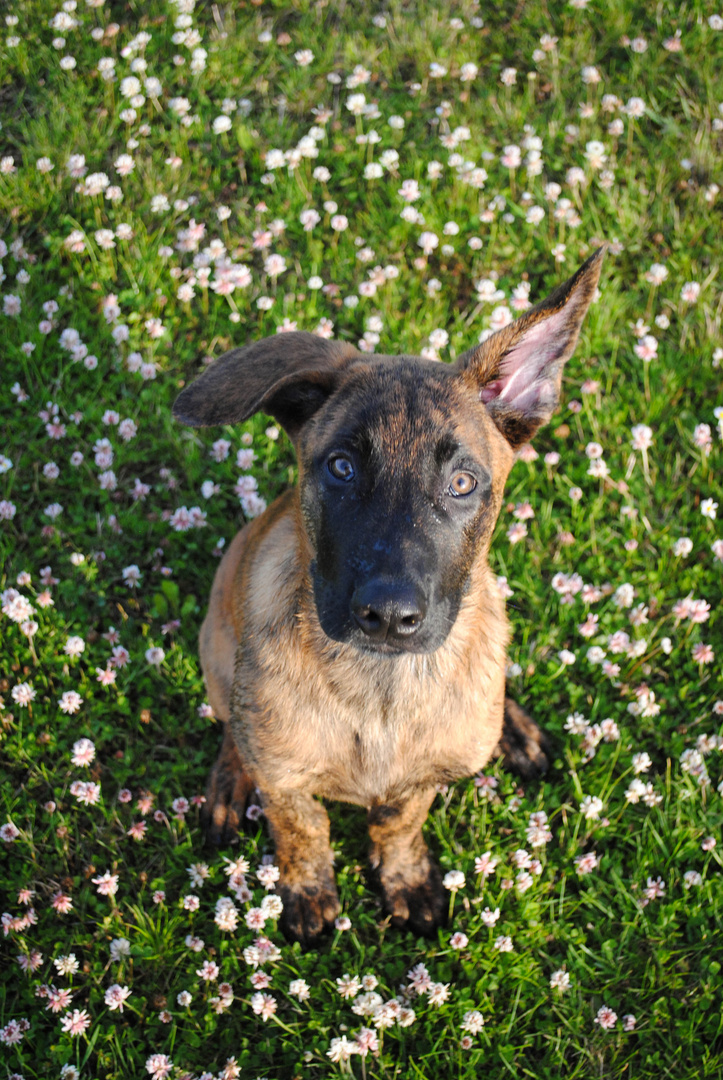 Hollandse Herder Inuk 