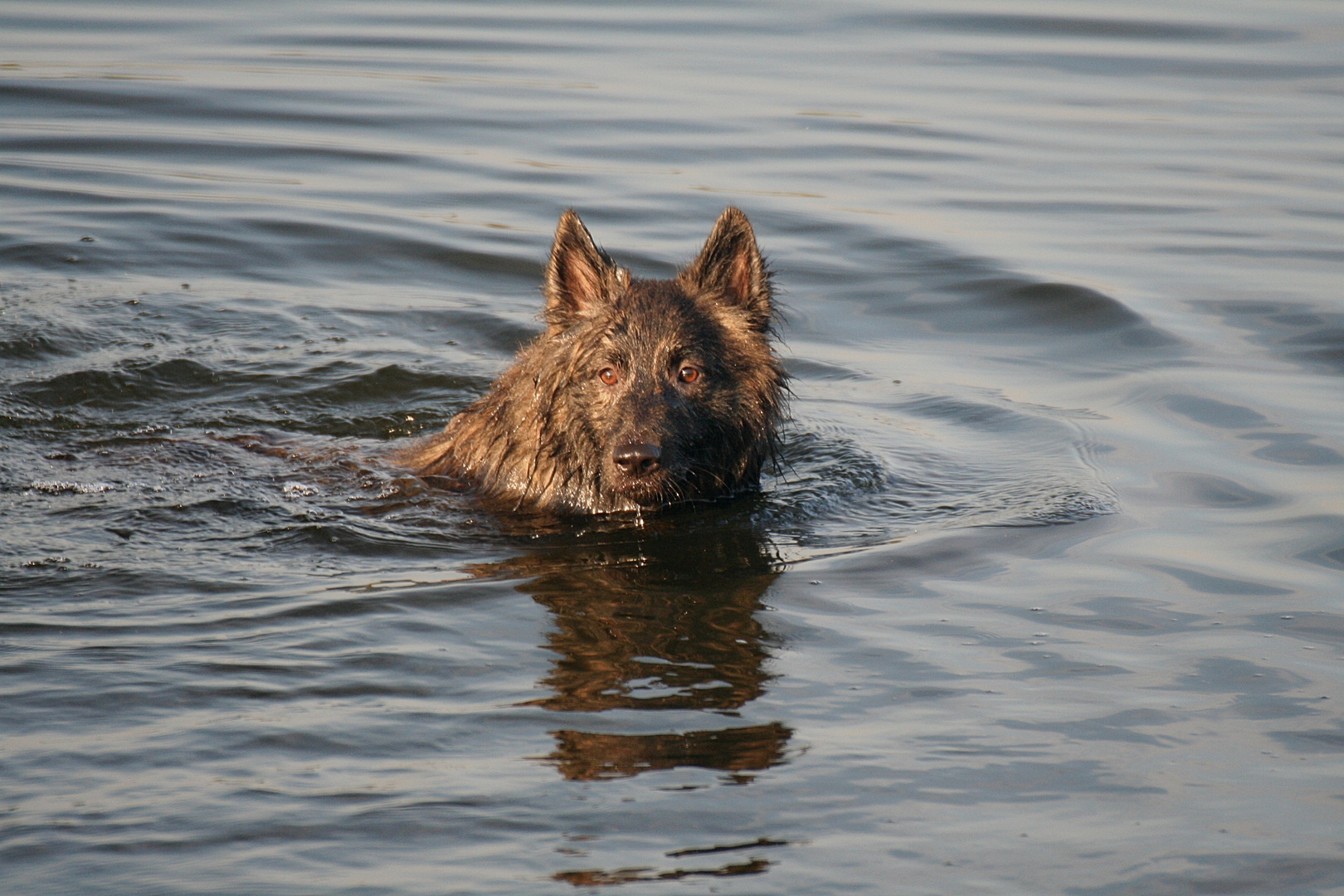 Hollandse Herder Langhaar beim schwimmen im See