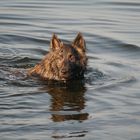 Hollandse Herder Langhaar beim schwimmen im See