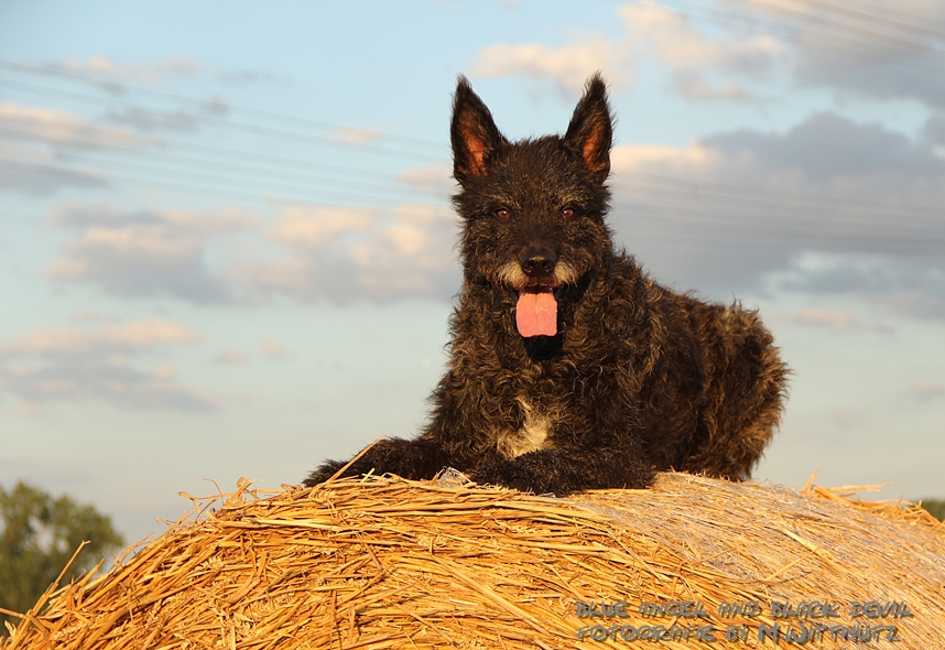 Hollandse Herder Rauhaar