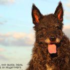 Hollandse Herder Rauhaar im Abendlicht