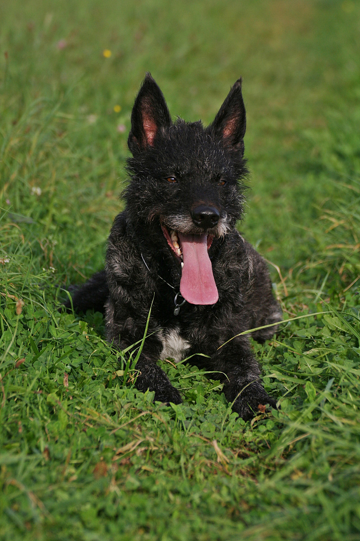 Hollandse Herder Rauhaar ruht auf der Wiese