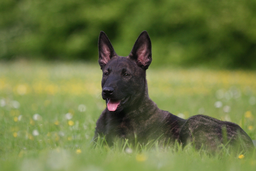 Hollandse Herder Welpe ruht sich aus für kommende Schandtaten