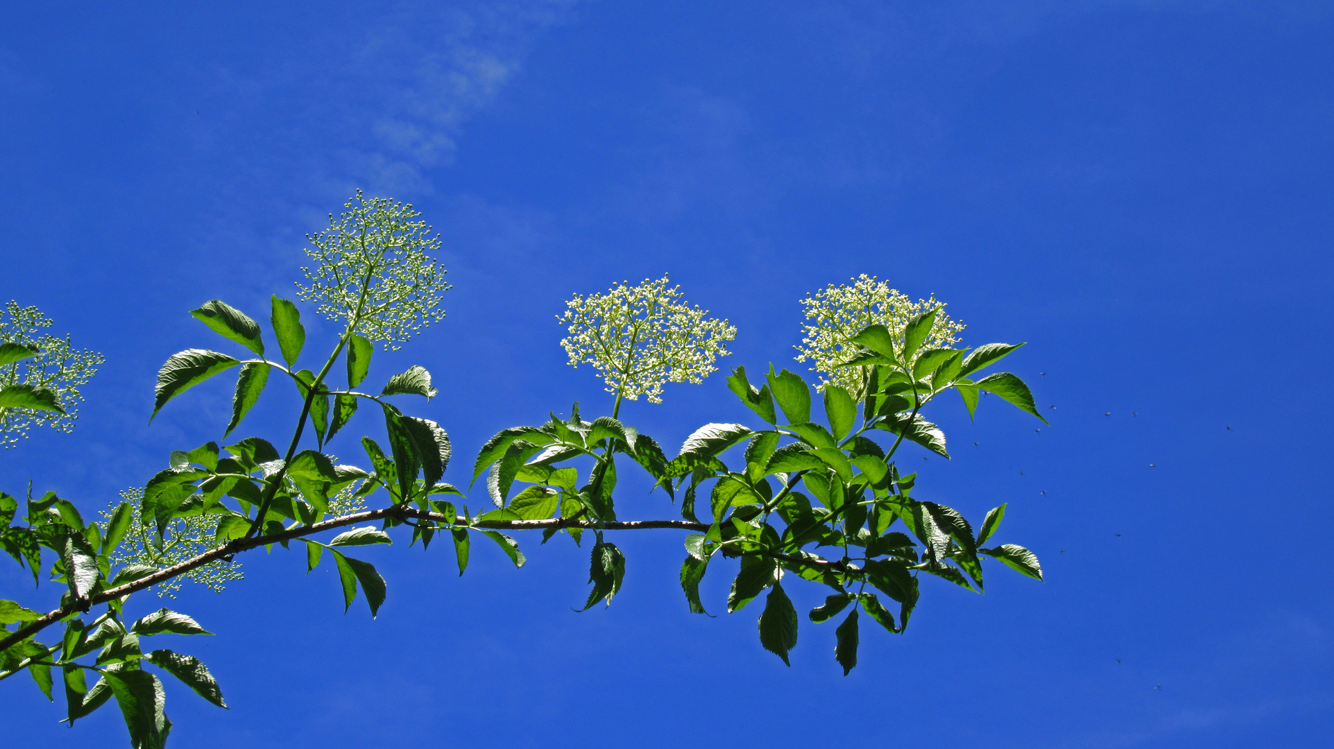 Holler Foto & Bild sommer, himmel, natur Bilder auf