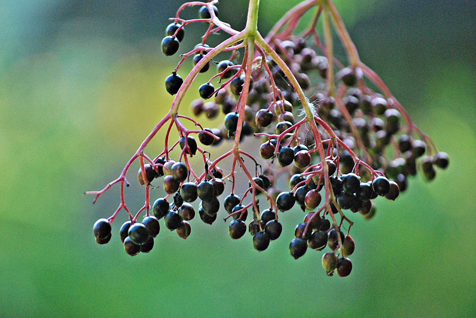 Hollerbeeren...