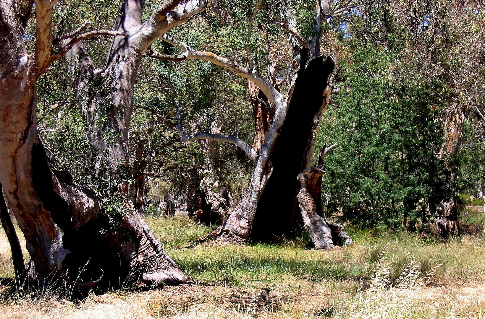 Hollow Trees