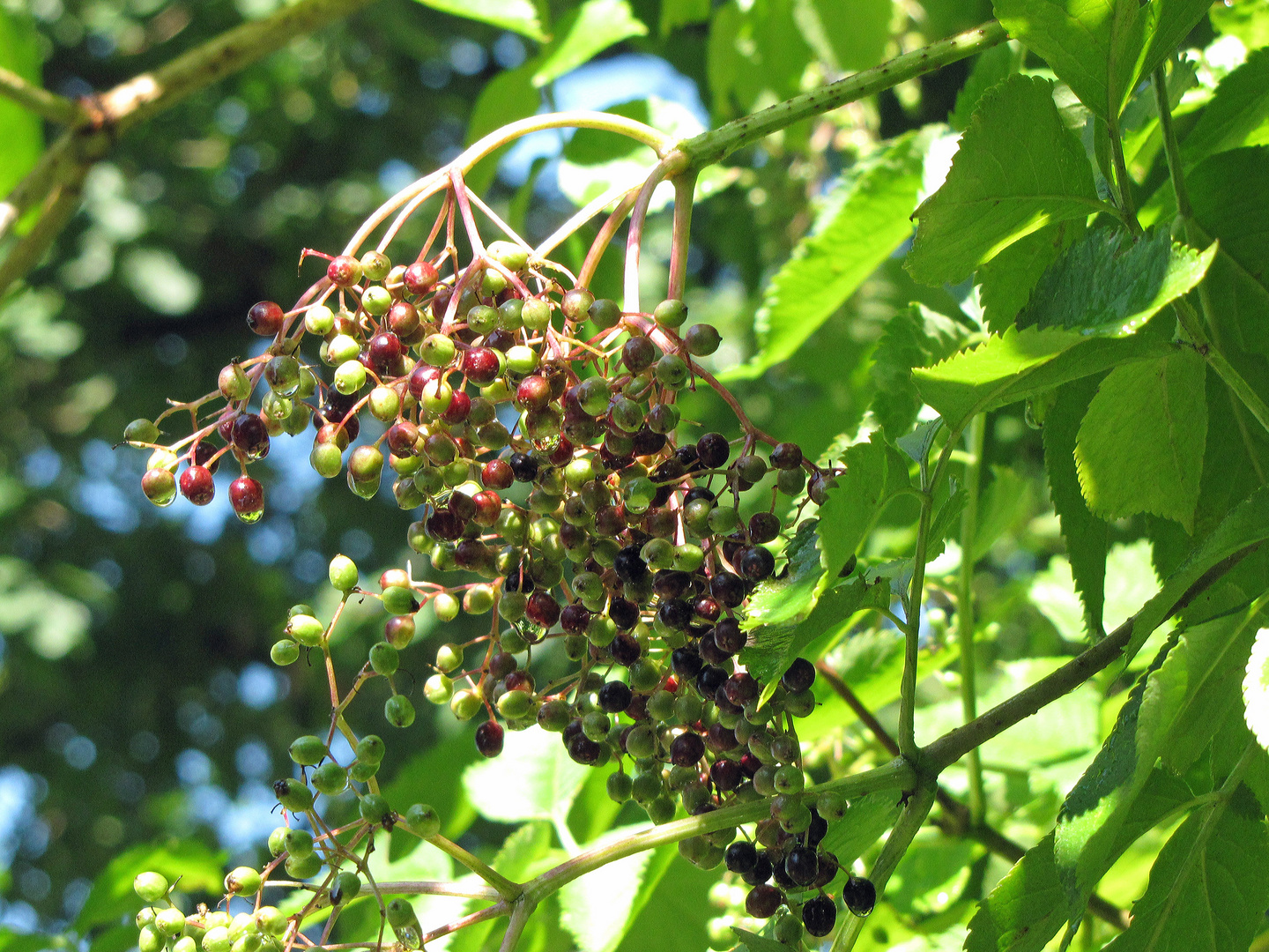 Hollunderbeeren