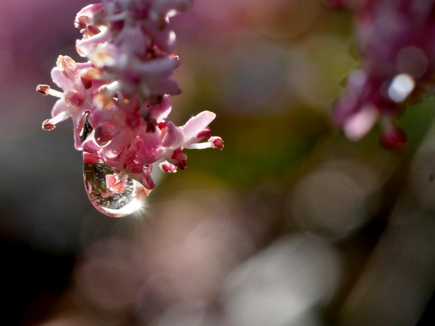 Hollunderblüte