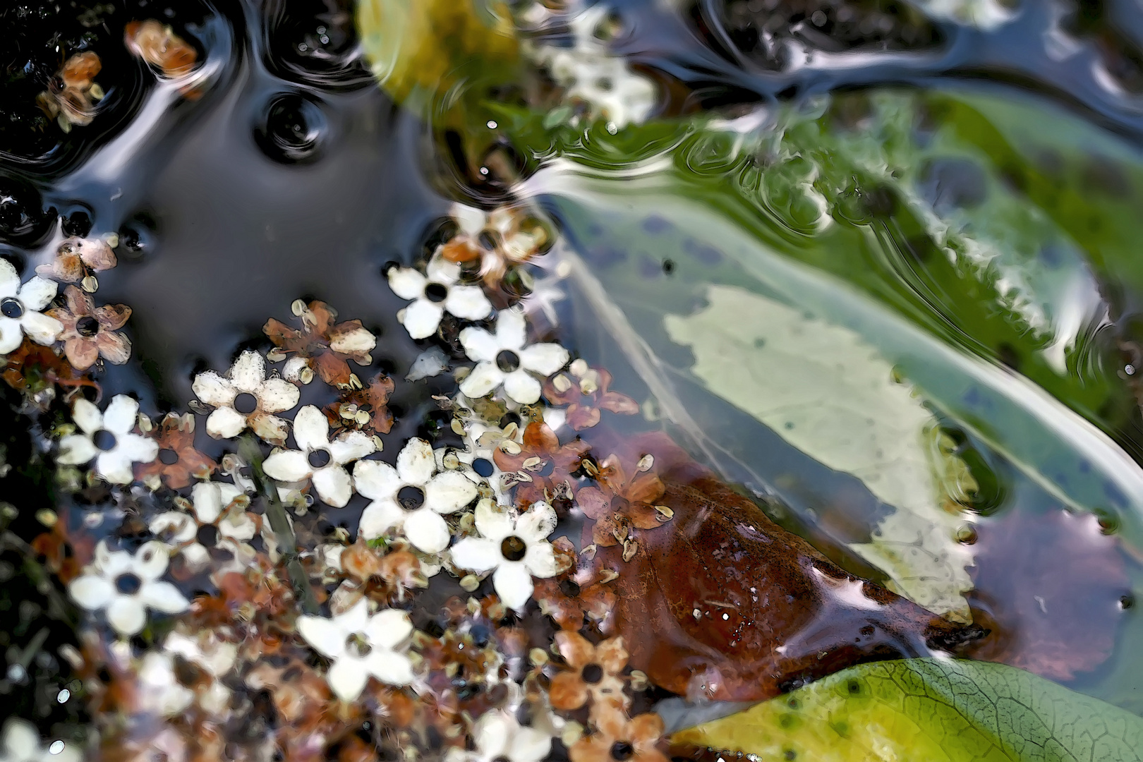 Hollunderblüten im Brunnentrog... - Des Fleurs qui sont tombées dans une fontaine...