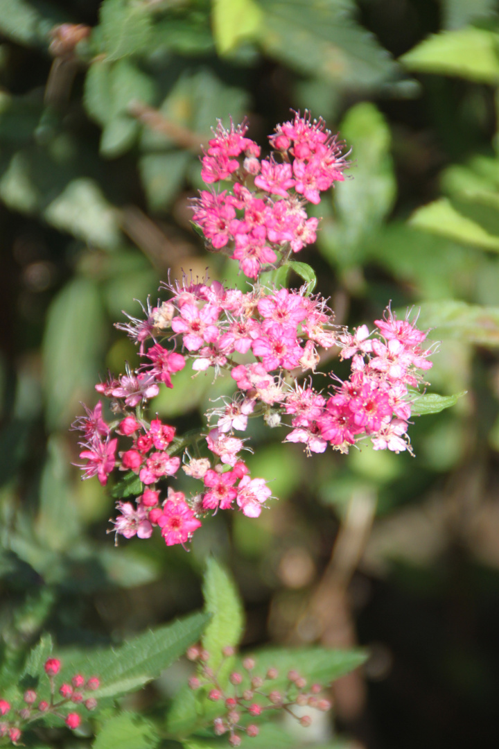 Hollunderblüten (Spiraea Japonica)