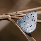 Holly Blue