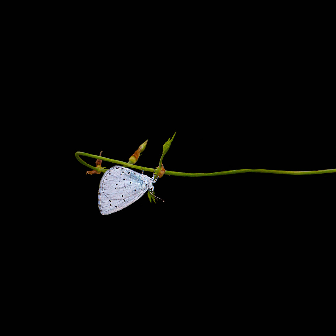 Holly Blue - Celastrina argiolus - Faulbaumbläuling