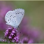 Holly Blue