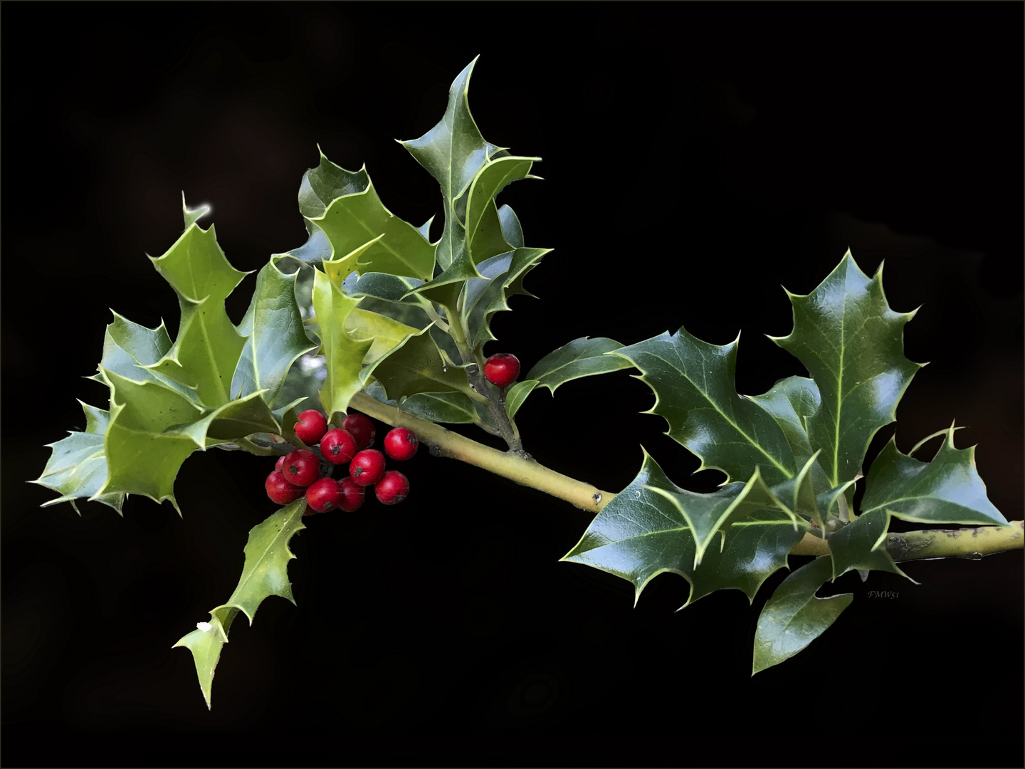 Holly branch