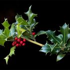 Holly branch