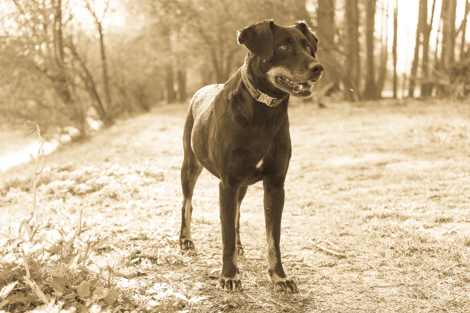 Holly - ehemaliger rumänischer Straßenhund