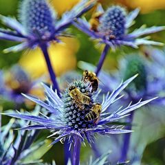 Holly (Eryngium) Mannstreu