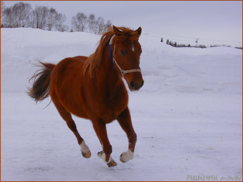 Holly, Jument Quarter Horse