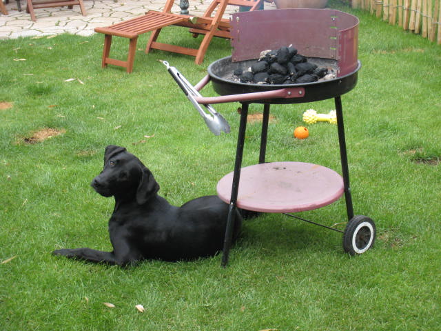 Holly passt auf den Grill auf.In der Hoffnung dann was Fleisch abzukriegen